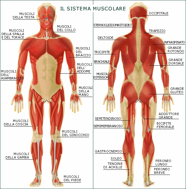Il movimento e i muscoli
